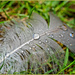 Raindrops On A Swan's Feather by carolmw