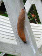 17th Aug 2017 - A large slug