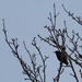 Blackbird by Dawn