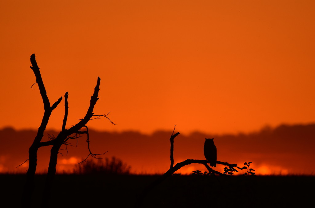Great Horned Owl at Kansas Sunset by kareenking