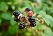 17th Aug 2017 - Blackberries