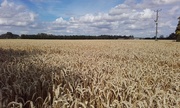 30th Jul 2017 - Fields of wheat
