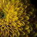 Yellow chrysanthemum by rumpelstiltskin