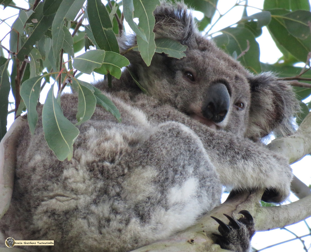 wrap up by koalagardens