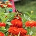 Swallowtail On Zinnias by bjchipman