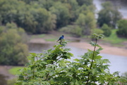 5th Aug 2017 - Indigo Bunting Above The River