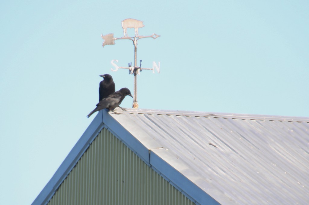 Two Crows by bjchipman