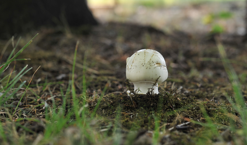White Fungi by loweygrace