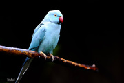 17th Aug 2017 - Indian Ringneck