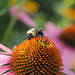 Loaded Bee by selkie