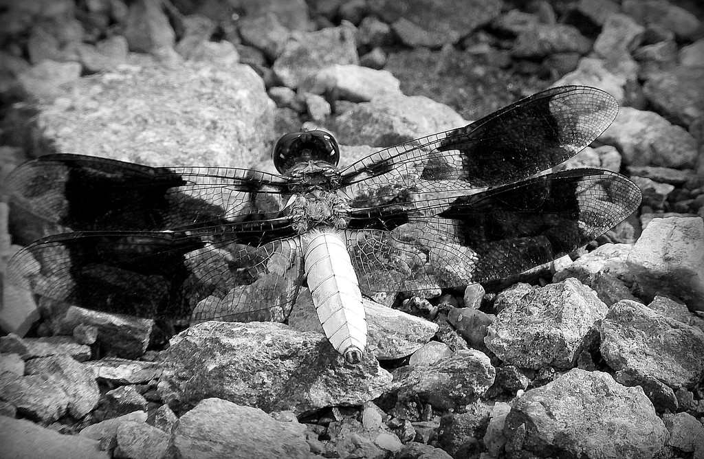 Dragonfly Camouflage by homeschoolmom