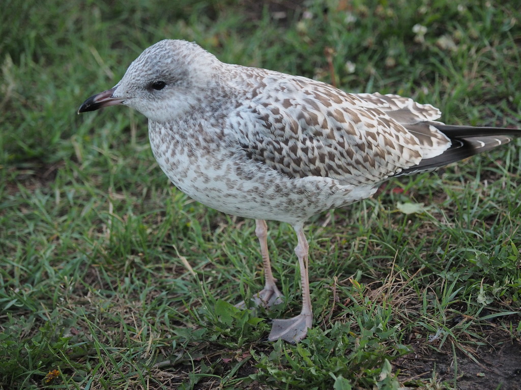Baby Gull by selkie