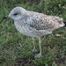 Baby Gull by selkie