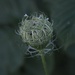 Queen Anne's Lace Decline by selkie