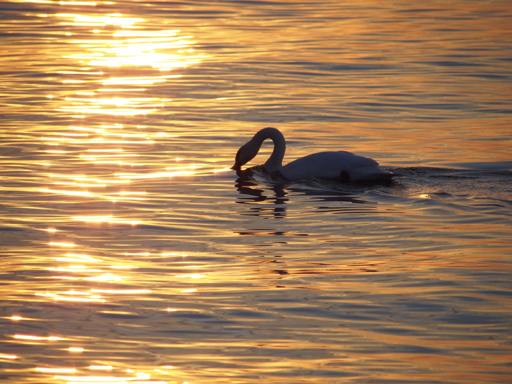 Gilded Swan by selkie