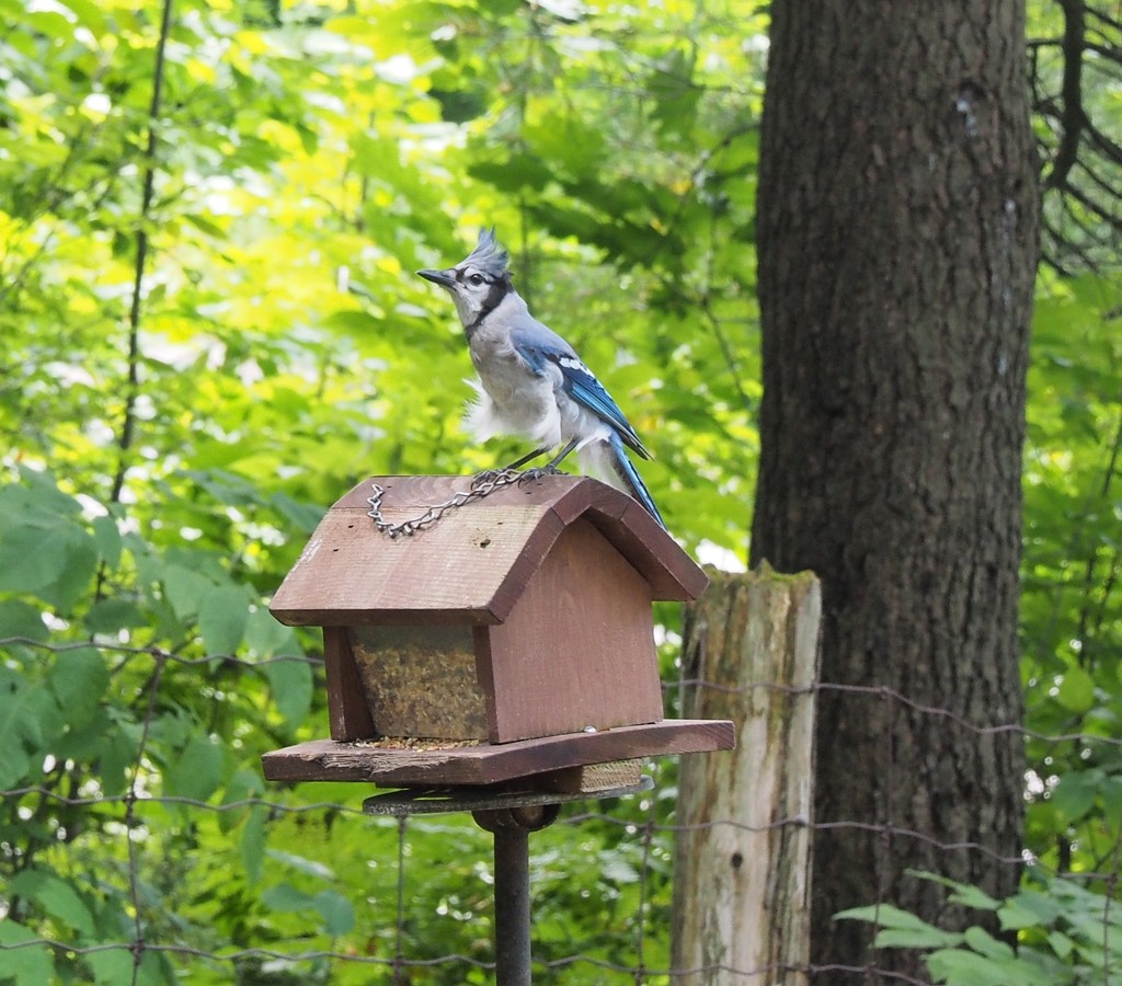 Blue Jay Announcer by selkie