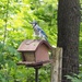 Blue Jay Announcer by selkie