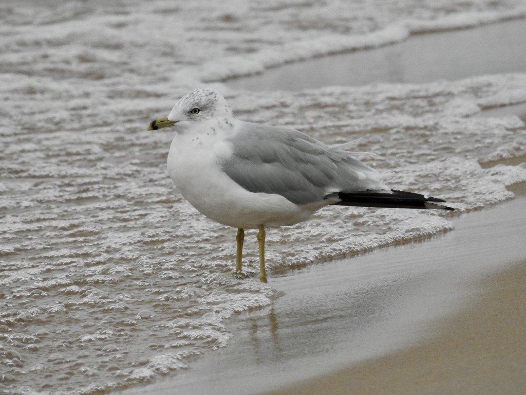 wading by amyk