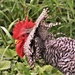 Rocky the Rooster by caitnessa