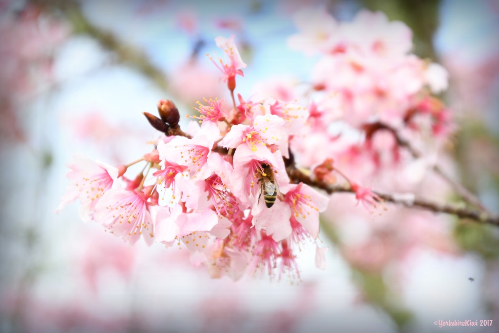 Cherry Blossom by yorkshirekiwi