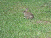 17th Aug 2017 - Rabbit in Backyard