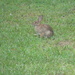 Rabbit in Backyard by sfeldphotos