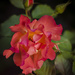 Ordinary rose by haskar