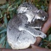 Cuddly Koala Kissee Kissee by judithdeacon