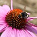 Bizzy Bee. by wendyfrost