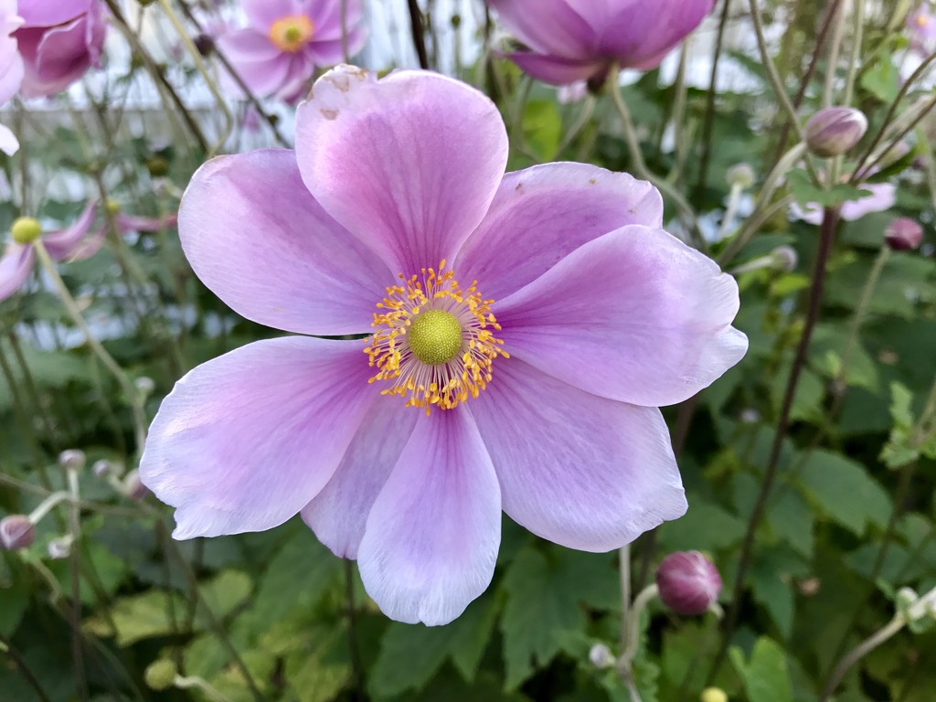 A Callington flower  by emma1231