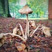 Week of mushrooms by scottmurr