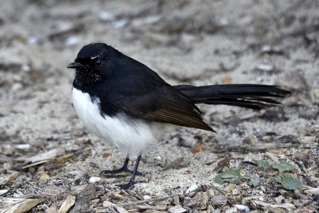 A Chubby Little Willy Wagtail_DSC1640 by merrelyn