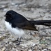 A Chubby Little Willy Wagtail_DSC1640 by merrelyn