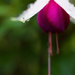 Fuchsia - both a flower and a colour by atchoo