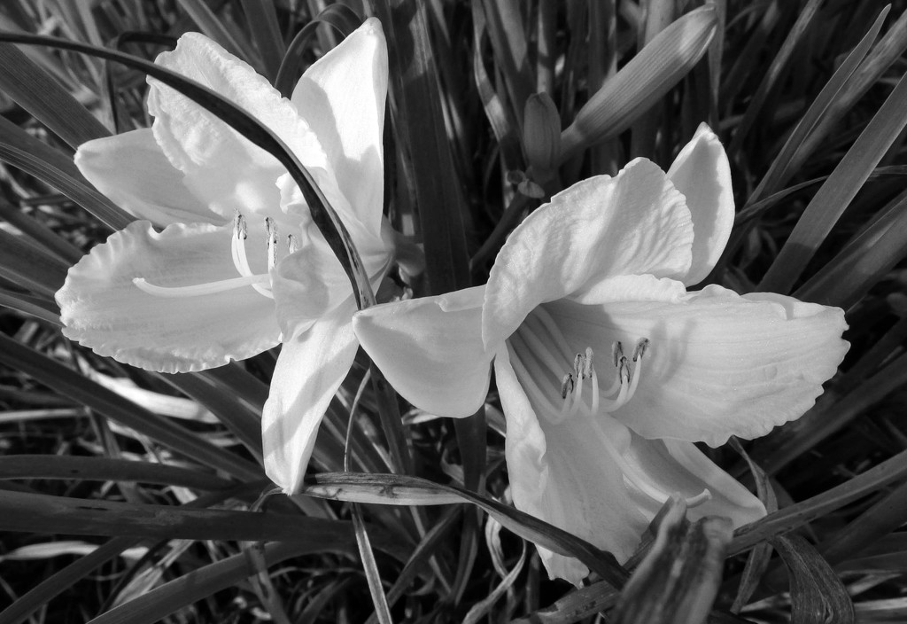 Lilies in B&W by mittens
