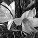 Lilies in B&W by mittens