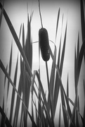 18th Aug 2017 - BW Cattails