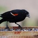 Rain Day  Redwing Black Bird by paintdipper