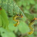 Caterpillar Hangout by cjwhite