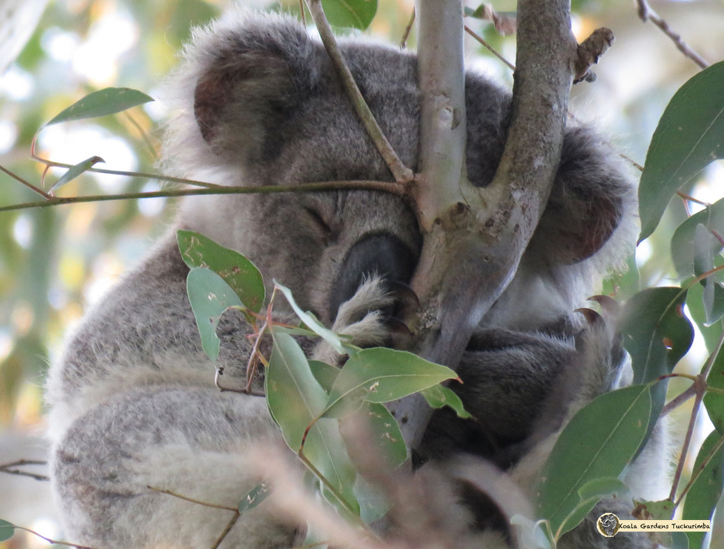 nap time by koalagardens