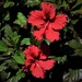 Red Hibiscus ~ by happysnaps