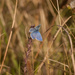 Adonis Blue by fbailey
