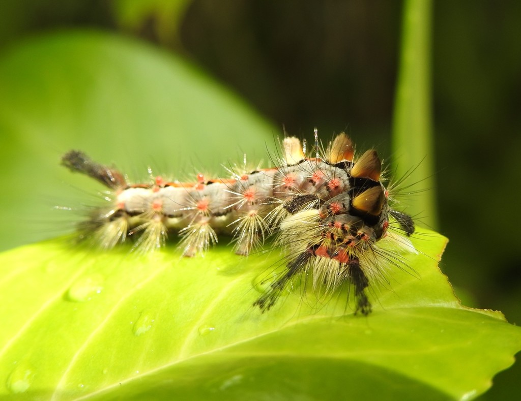 Vapourer moth caterpillar by roachling