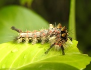18th Aug 2017 - Vapourer moth caterpillar
