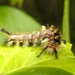 Vapourer moth caterpillar by roachling