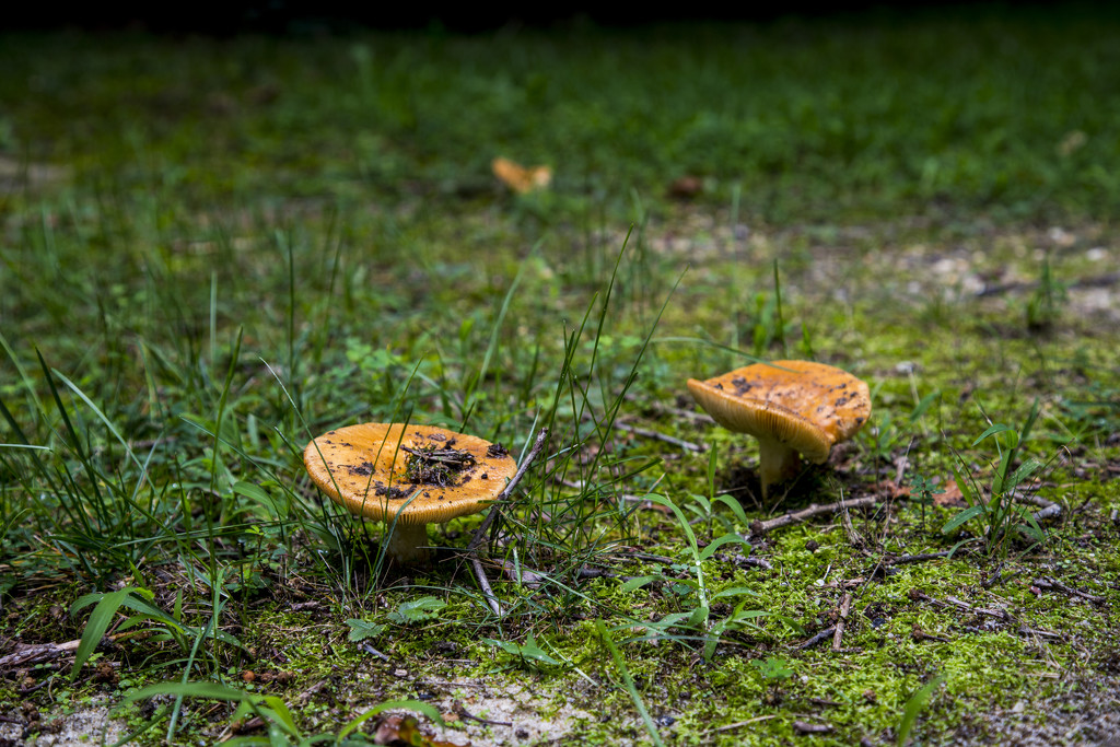 Mushrooms Everywhere by hjbenson