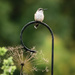 Hummingbird on the Hook by marylandgirl58