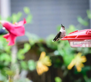 18th Aug 2017 - Hummingbird and Flower