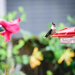 Hummingbird and Flower by marylandgirl58