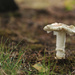 White Fungi 2 by loweygrace